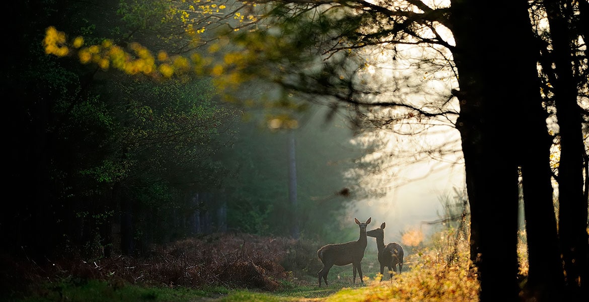 Biches en forêt d'Orléans dans le massif de Lorris © B.Quintard CRT Centre-Val de Loire