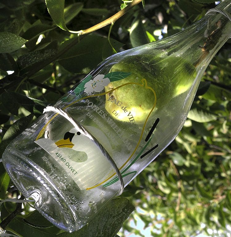 Bouteille de poire d'Olivet sur l'arbre © C.Lazi CRT-Centre-Val de Loire