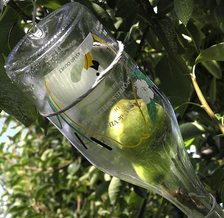 Bouteille de poire d'Olivet © C.Lazi CRT Centre Val de Loire